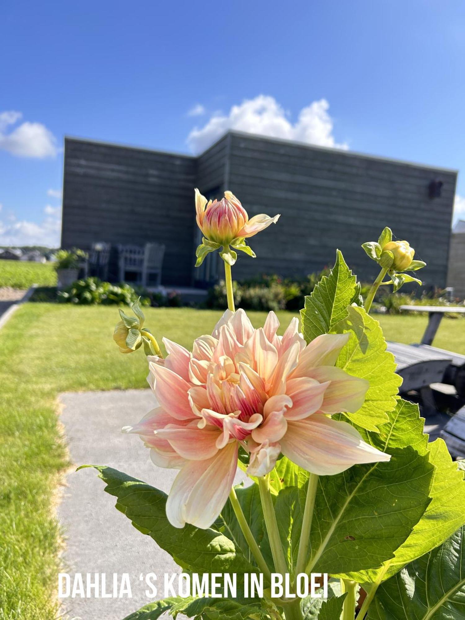Blossombed Voorhout Exterior foto